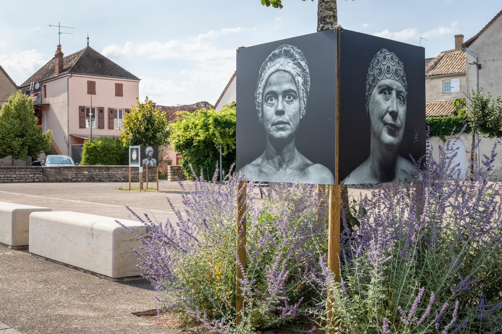 Photographie au dessus de bosquet de lavende.